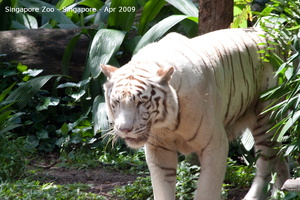 20090423 Singapore Zoo  86 of 97 